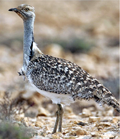 Plant Power Nature bird
