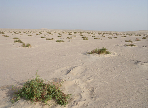 Plant Power Nature sand